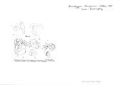 Remulopygus brevispinus, author: Henry W. Bremann, Henri Ribaut, Maria Prin, Jean-Paul Mauri et al. (1890-1999): Bremann iconographic file & successors