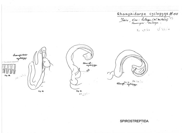 Rhamphidarpe cyclopyge