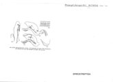 Rhamphidarpoides serratus, author: Henry W. Bremann, Henri Ribaut, Maria Prin, Jean-Paul Mauri et al. (1890-1999): Bremann iconographic file & successors