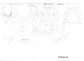 Rhinocricus andinus, author: Henry W. Bremann, Henri Ribaut, Maria Prin, Jean-Paul Mauri et al. (1890-1999): Bremann iconographic file & successors