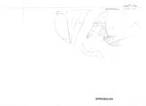 Rhinocricus pacificus constrictus, author: Henry W. Bremann, Henri Ribaut, Maria Prin, Jean-Paul Mauri et al. (1890-1999): Bremann iconographic file & successors