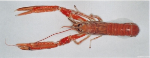 Nephrops norvegicus (Linnaeus, 1758), author: IMARES