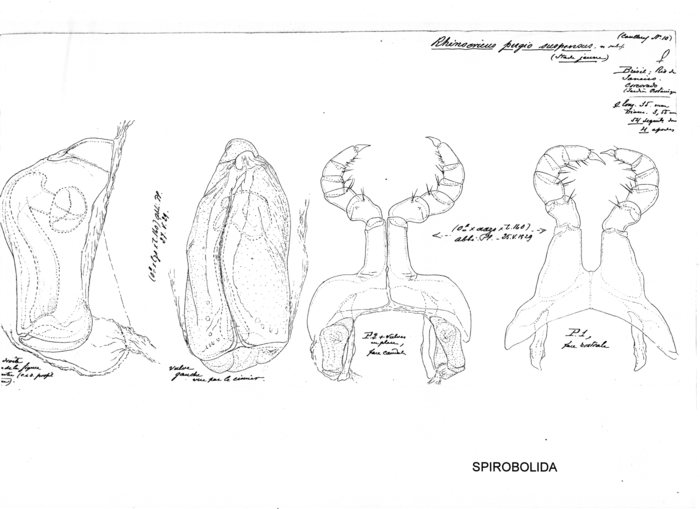 Rhinocricus pugio suspensus