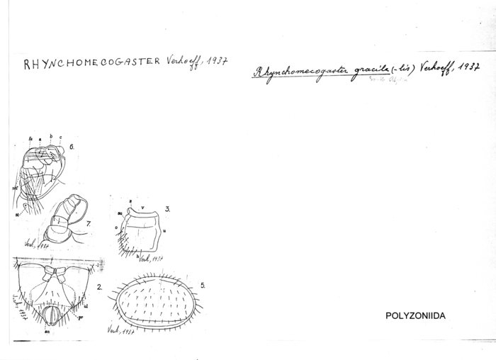 Rhynchomecogaster gracile