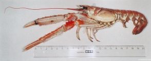 Nephrops norvegicus (Linnaeus, 1758), author: IMARES