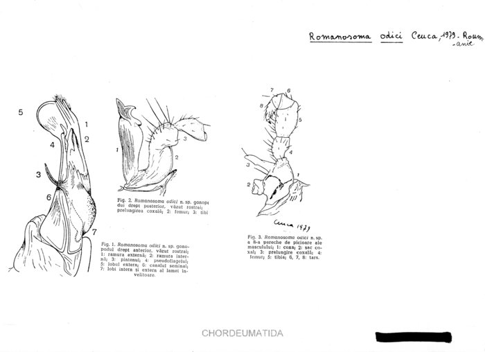 Romanosoma odici