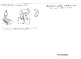 Rupidesmus ruber, author: Henry W. Bremann, Henri Ribaut, Maria Prin, Jean-Paul Mauri et al. (1890-1999): Bremann iconographic file & successors