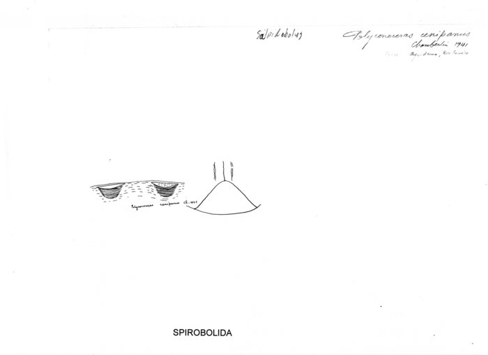 Salpidobolus cenipanus