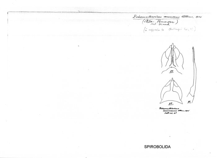 Salpidobolus connexus