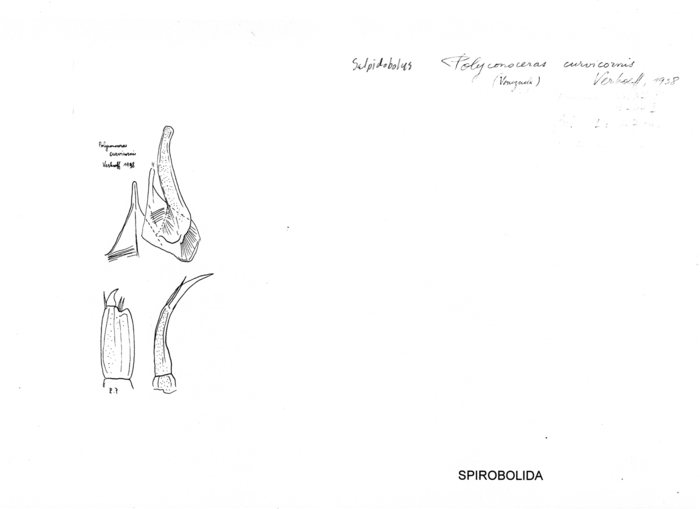 Salpidobolus curvicornis