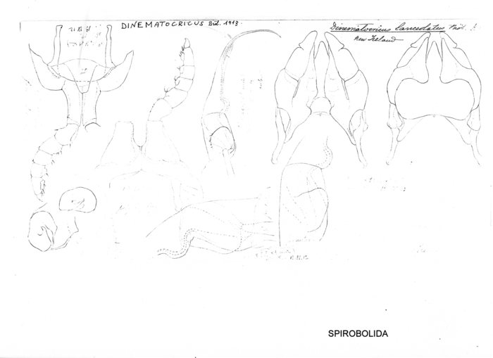 Salpidobolus lanceolatus