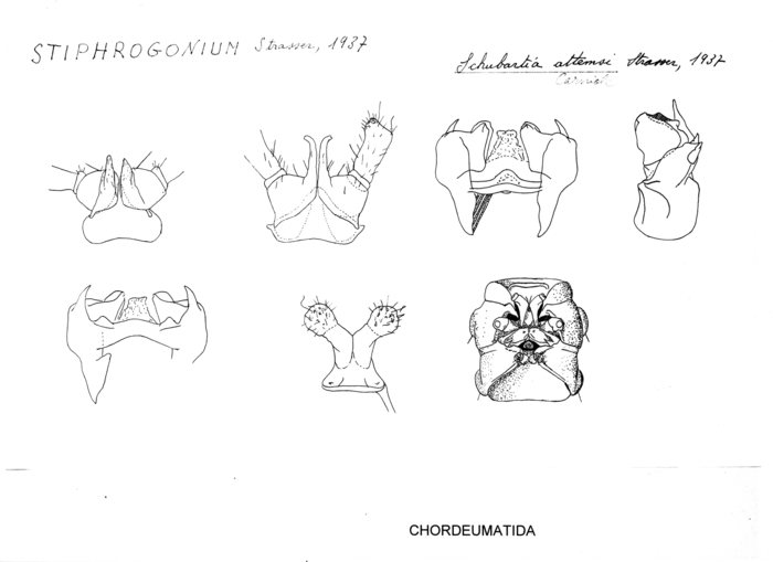 Schubartia attemsi