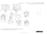 Scutogona oculinigra, author: Henry W. Bremann, Henri Ribaut, Maria Prin, Jean-Paul Mauri et al. (1890-1999): Bremann iconographic file & successors