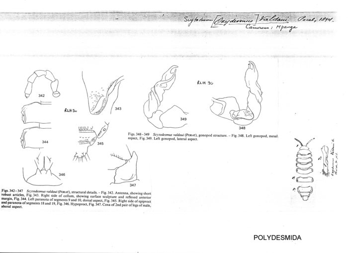 Scytodesmus valdaui