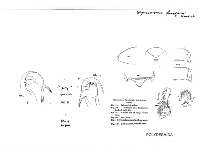 Sigmodesmus faradjensis