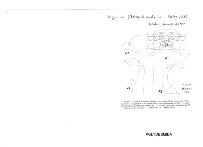 Sigmoria australis