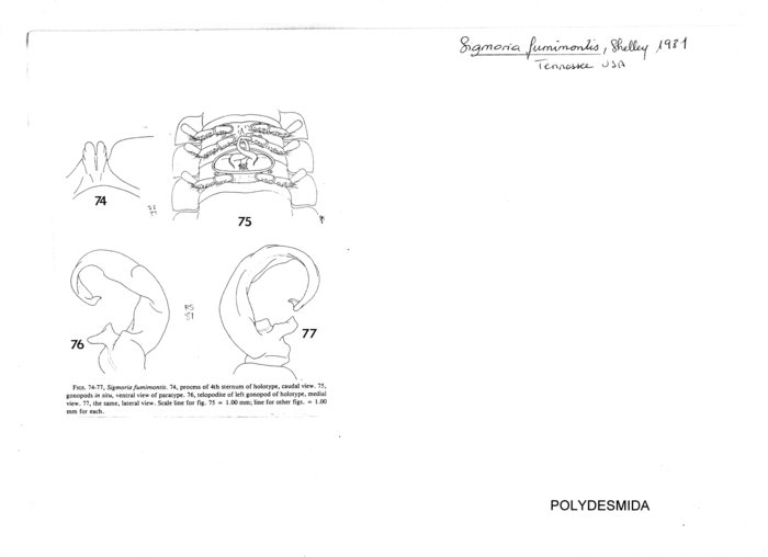 Sigmoria fumimontis