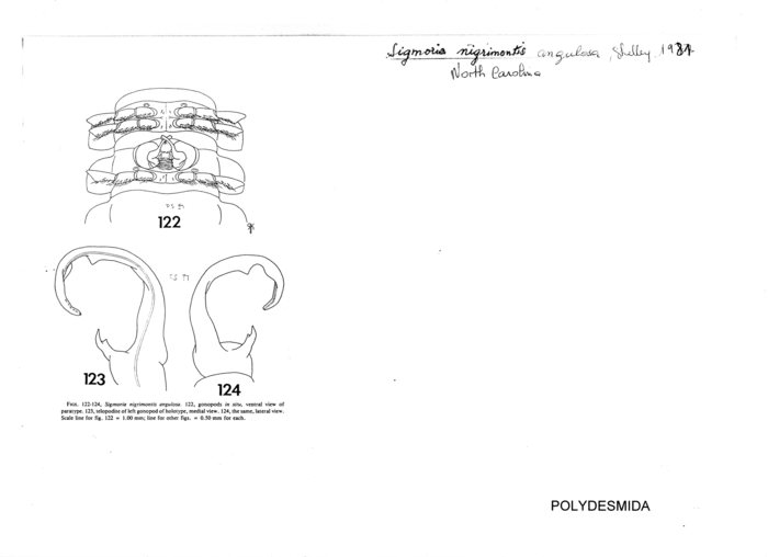 Sigmoria nigrimontis angulosa