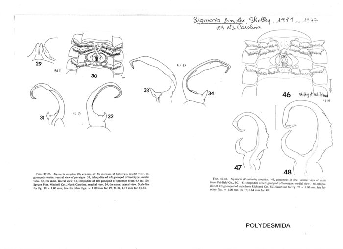 Sigmoria simplex