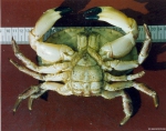 Crustacea (crustaceans)