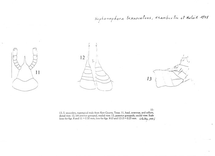 Siphonophora texascolens