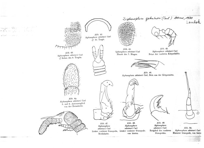 Siphonophora zehntneri