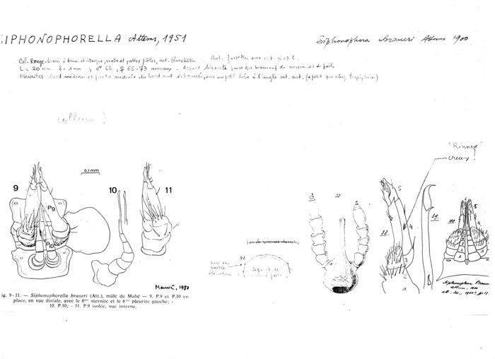 Siphonophorella braueri