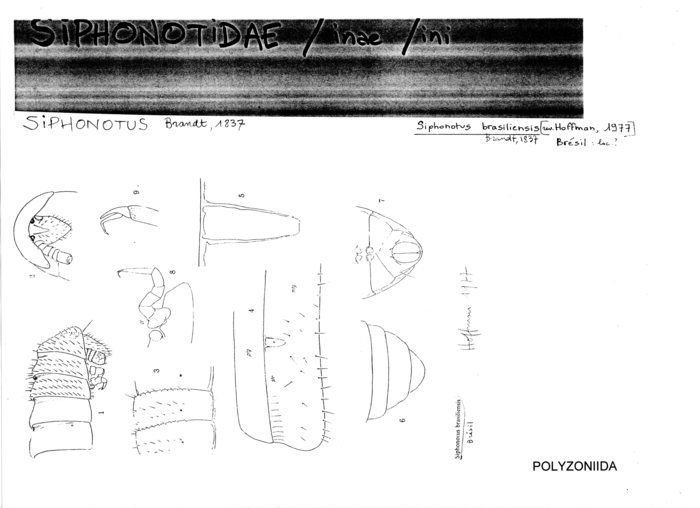 Siphonotus brasiliensis