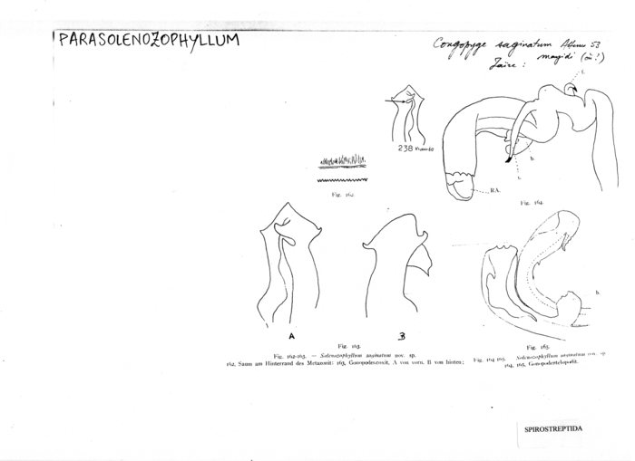 Solenozophyllum saginatum