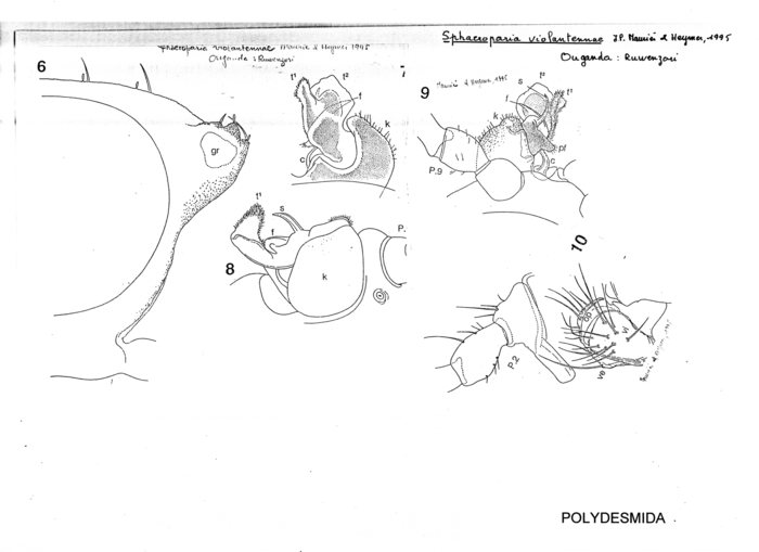 Sphaeroparia violantennae