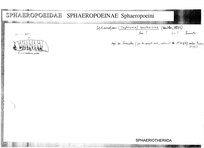 Sphaeropoeus banksiana