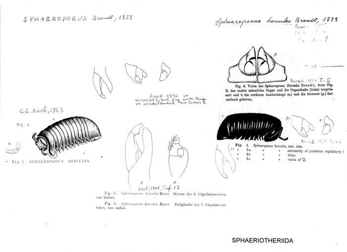 Sphaeropoeus hercules