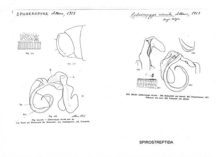 Sphaeropyge circula