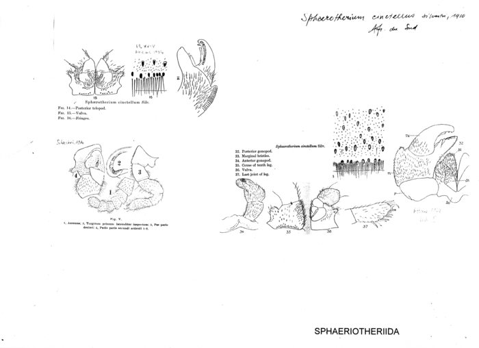 Sphaerotherium cinctellum