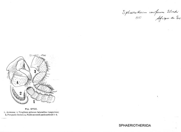 Sphaerotherium coniferum