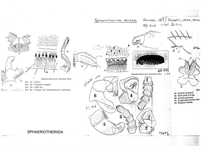 Sphaerotherium dorsale