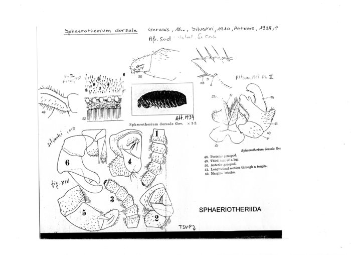 Sphaerotherium dorsale