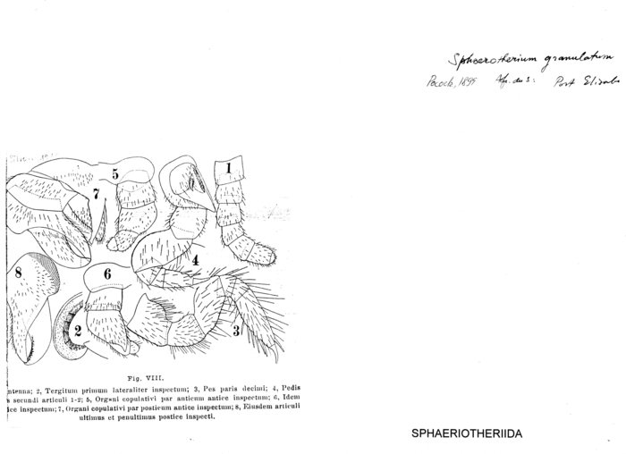 Sphaerotherium granulatum