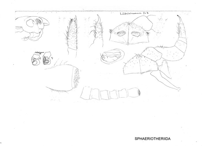 Sphaerotherium libidinosum