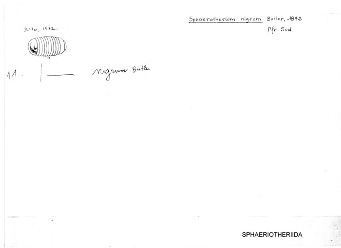 Sphaerotherium nigrum