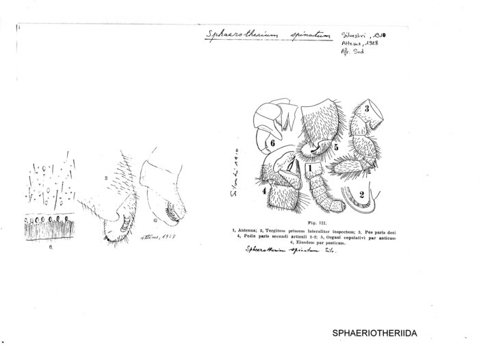 Sphaerotherium spinatum