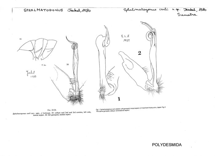 Sphalmatogonus carli