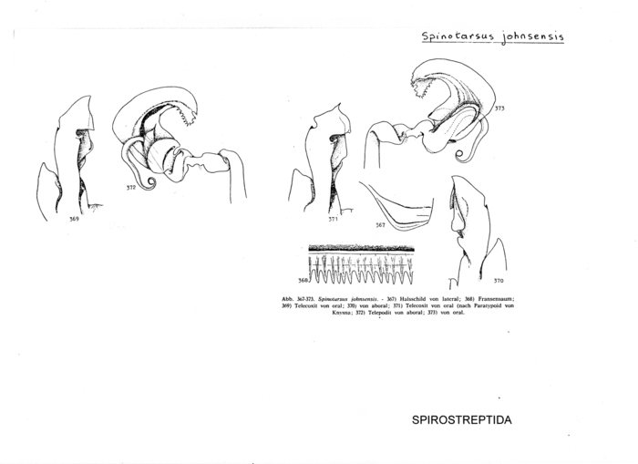 Spinotarsus johnsensis