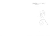 Spirobolellus exiguus, author: Henry W. Bremann, Henri Ribaut, Maria Prin, Jean-Paul Mauri et al. (1890-1999): Bremann iconographic file & successors