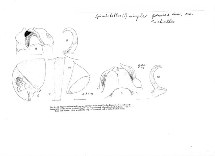 Spirobolellus simplex