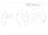 Spirobolus proporus, author: Henry W. Bremann, Henri Ribaut, Maria Prin, Jean-Paul Mauri et al. (1890-1999): Bremann iconographic file & successors