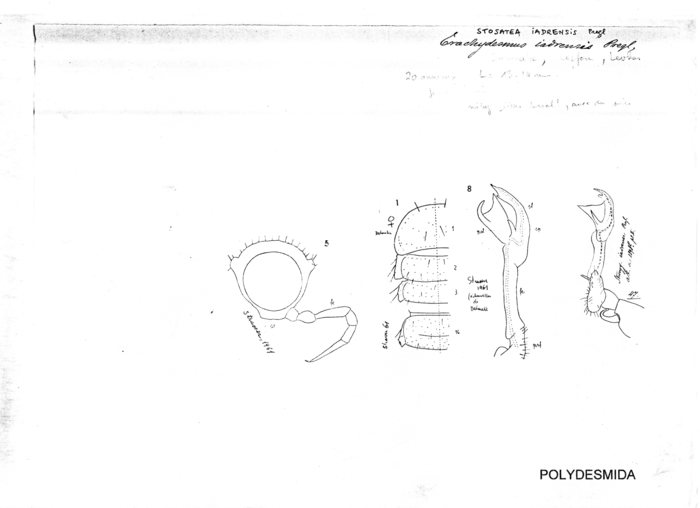 Stosatea iadrensis