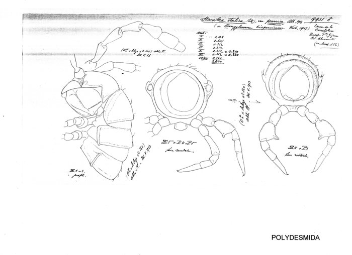 Stosatea italicum punica