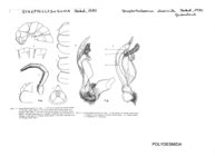 Streptocladosoma dissimile