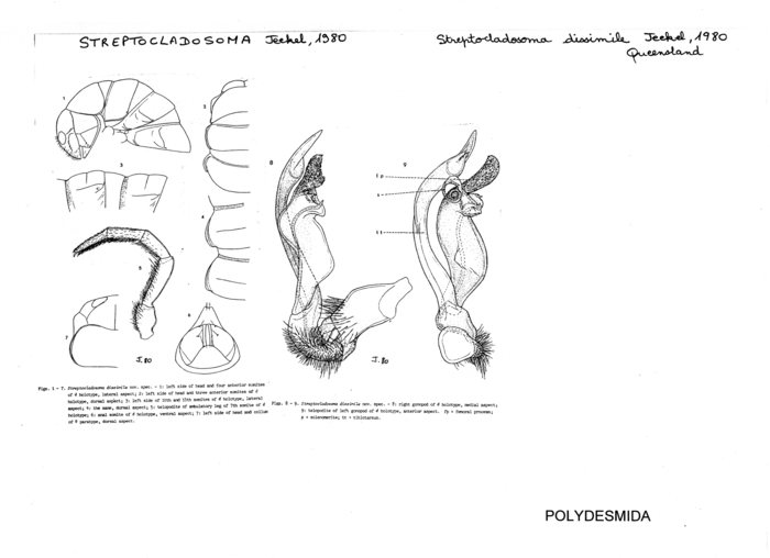 Streptocladosoma dissimile